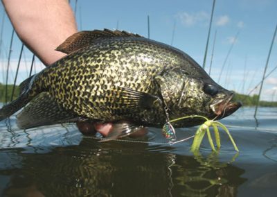 Crappie - Fowlers Point Guiding Service